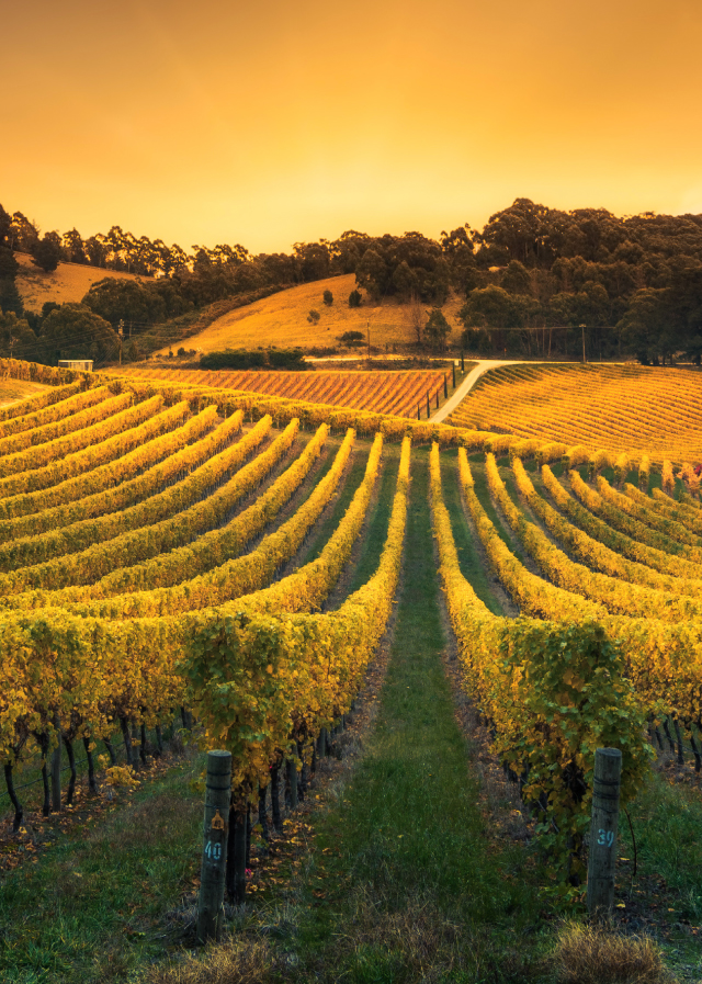 Agriculture and vineyards